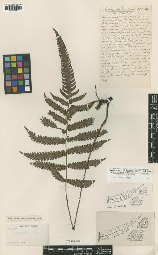 Steiropteris lonchodes (D.C.Eaton) Pic.Serm. - BM000937728