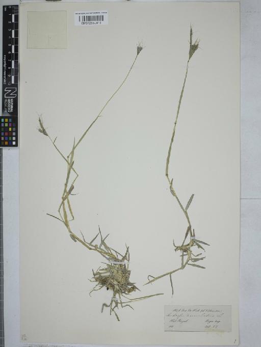 Dichanthium annulatum (Forssk.) Stapf - 012550818