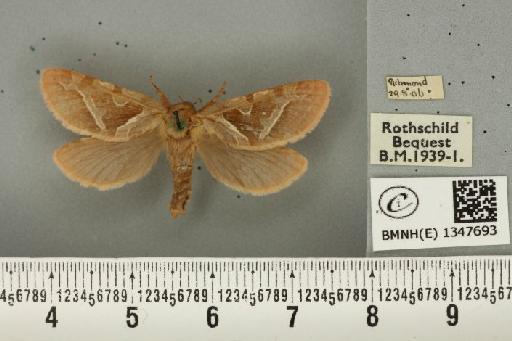 Triodia sylvina (Linnaeus, 1761) - BMNHE_1347693_185900