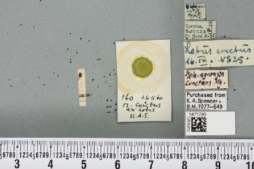 Melanagromyza cunctans (Meigen, 1830) - BMNHE_1471795_45278