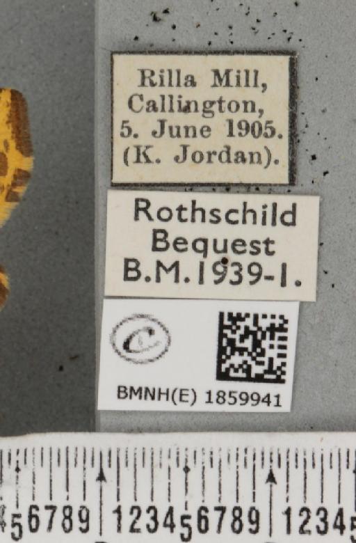 Pseudopanthera macularia (Linnaeus, 1758) - BMNHE_1859941_label_430278