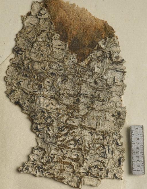 Phaeographina sprucei (Leight.) Zahlbr. - BM001106485_a