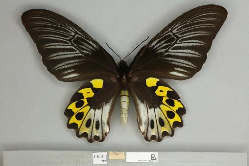 Troides hypolitus hypolitus - 013606174__751263