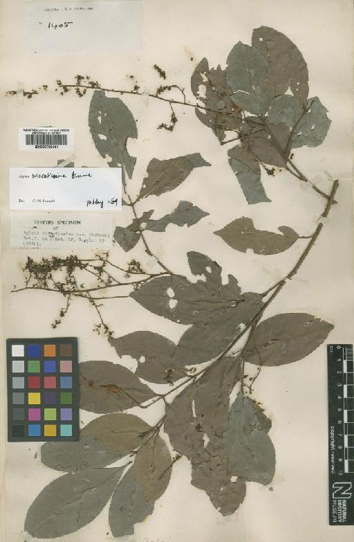 Aglaia odoratissima var. forbesii Baker f. - BM000799491