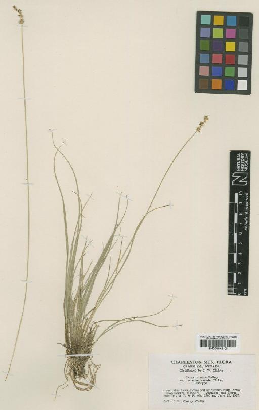 Carex interior L.H.Bailey - BM001042100