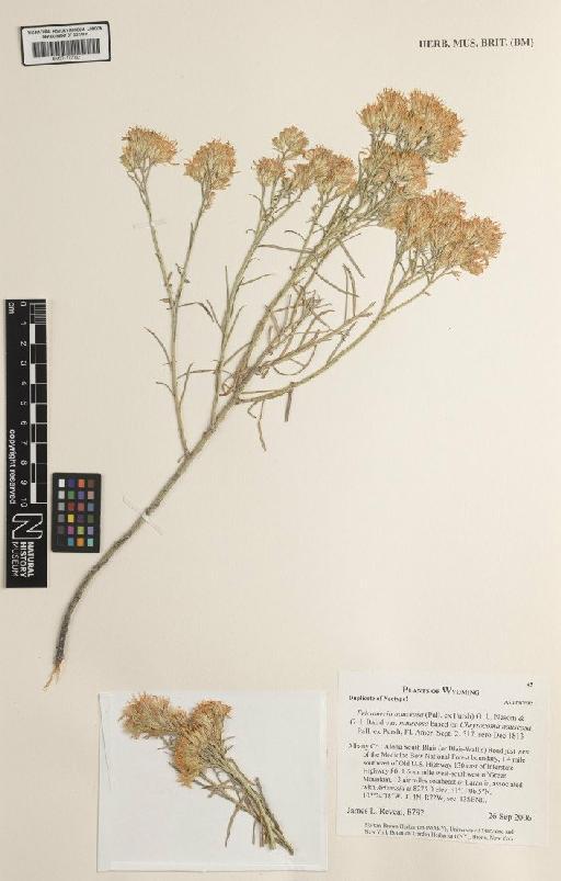 Ericameria nauseosa (Pall. ex Pursh) G.L.Nesom & G.I.Baird - BM001172082