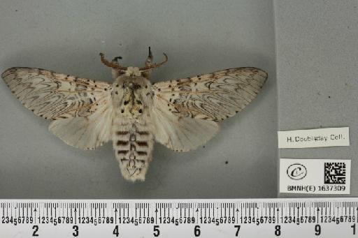 Cerura vinula (Linnaeus, 1758) - BMNHE_1637309_207418