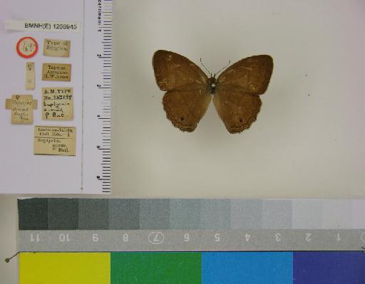 Euptychia ocnus Butler, 1867 - BMNH(E)_ 1266945_Magneuptychia_(Euptychia)_ocnus_Butler_HT_female_ (1)