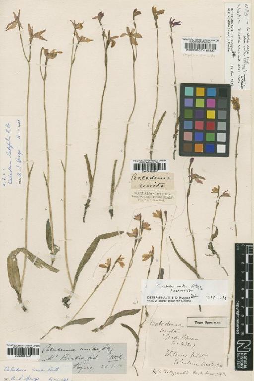 Caladenia nana subsp. unita Fitzg. - BM000095374