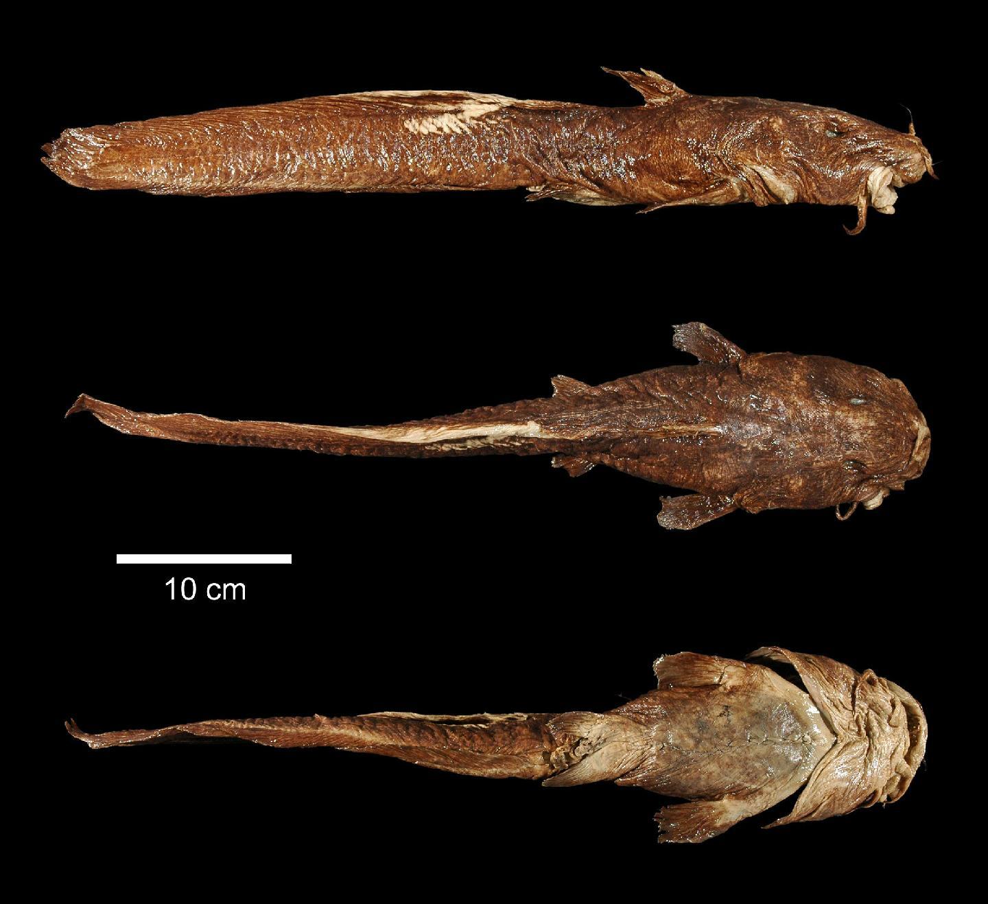 To NHMUK collection (Plotosus megastomus Richardson, 1845; HOLOTYPE; NHMUK:ecatalogue:2539572)