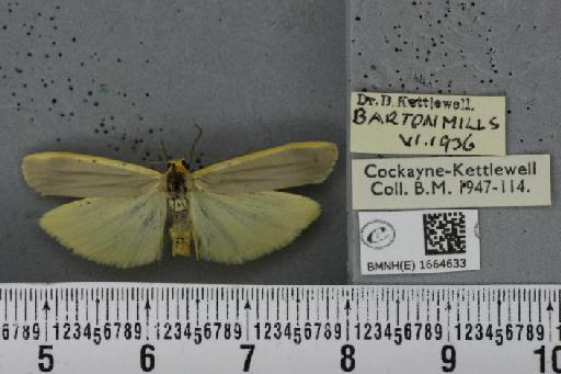 Eilema complana (Linnaeus, 1758) - BMNHE_1664633_288422