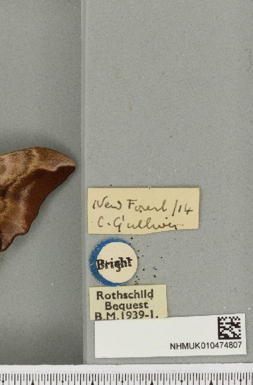 Smerinthus ocellata ab. pallida Tutt, 1902 - NHMUK_010474807_label_525143