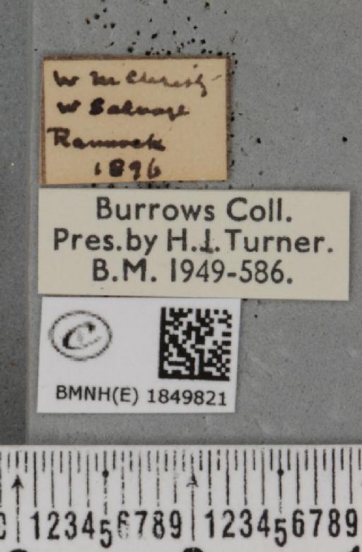 Macaria brunneata (Thunberg, 1784) - BMNHE_1849821_label_423098