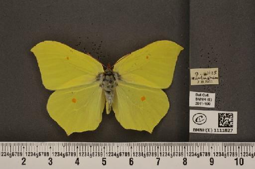 Gonepteryx rhamni rhamni Linnaeus, 1758 - BMNHE_1111827_65462