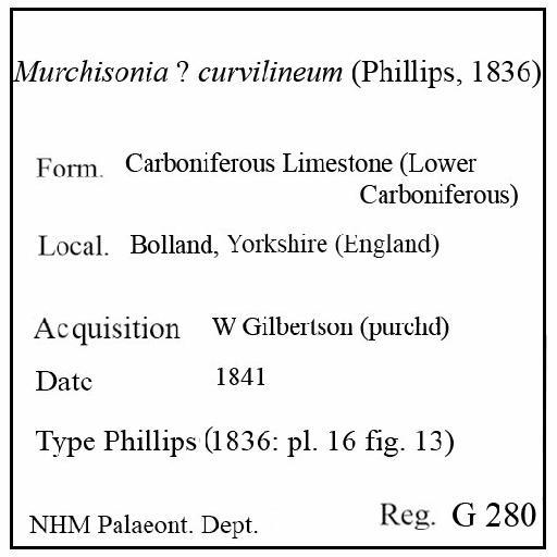 Murchisonia curvilineum (Phillips, 1836) - G 280. Murchisonia? curvilineum (label)