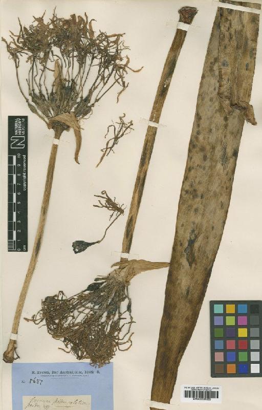 Crinum flaccidum Herb. - BM000939363