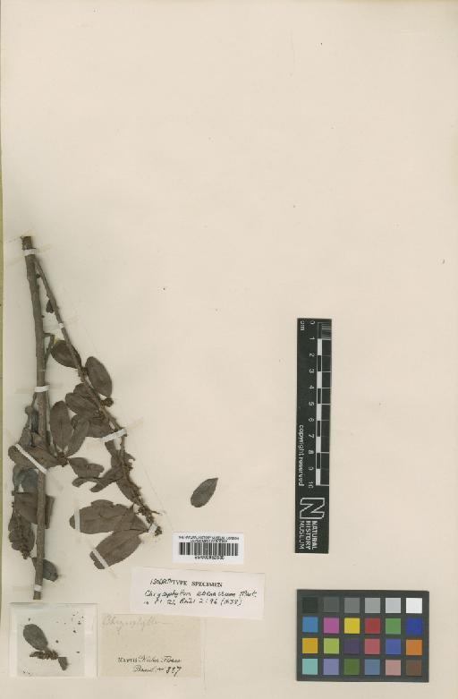 Chrysophyllum marginatum (Hook. & Arn.) Radlk. - BM000952588