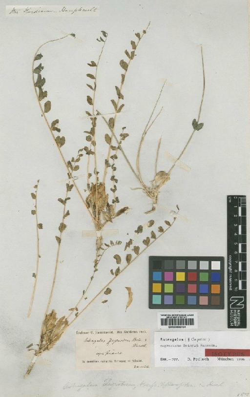 Astragalus zagrosicus Boiss. & Hausskn. - BM000885184