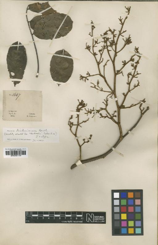 Machaerium lindenianum Benth. - BM000931819