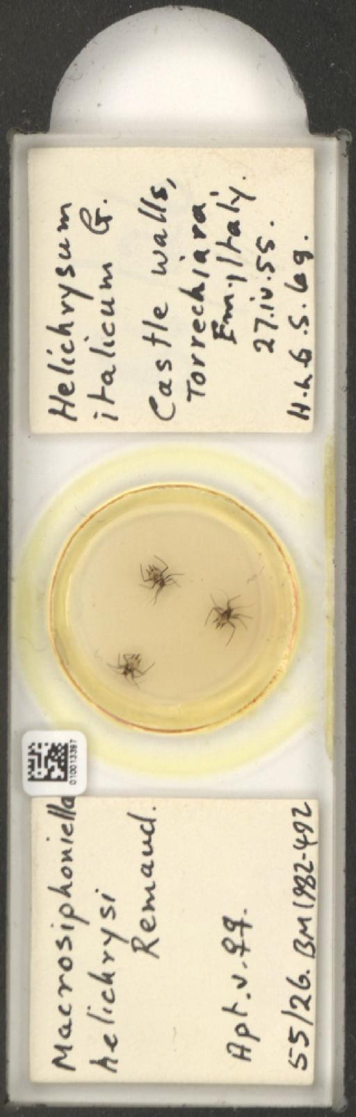 Macrosiphoniella helichrysi Remaudiere, 1952 - 010013397_112660_1094725