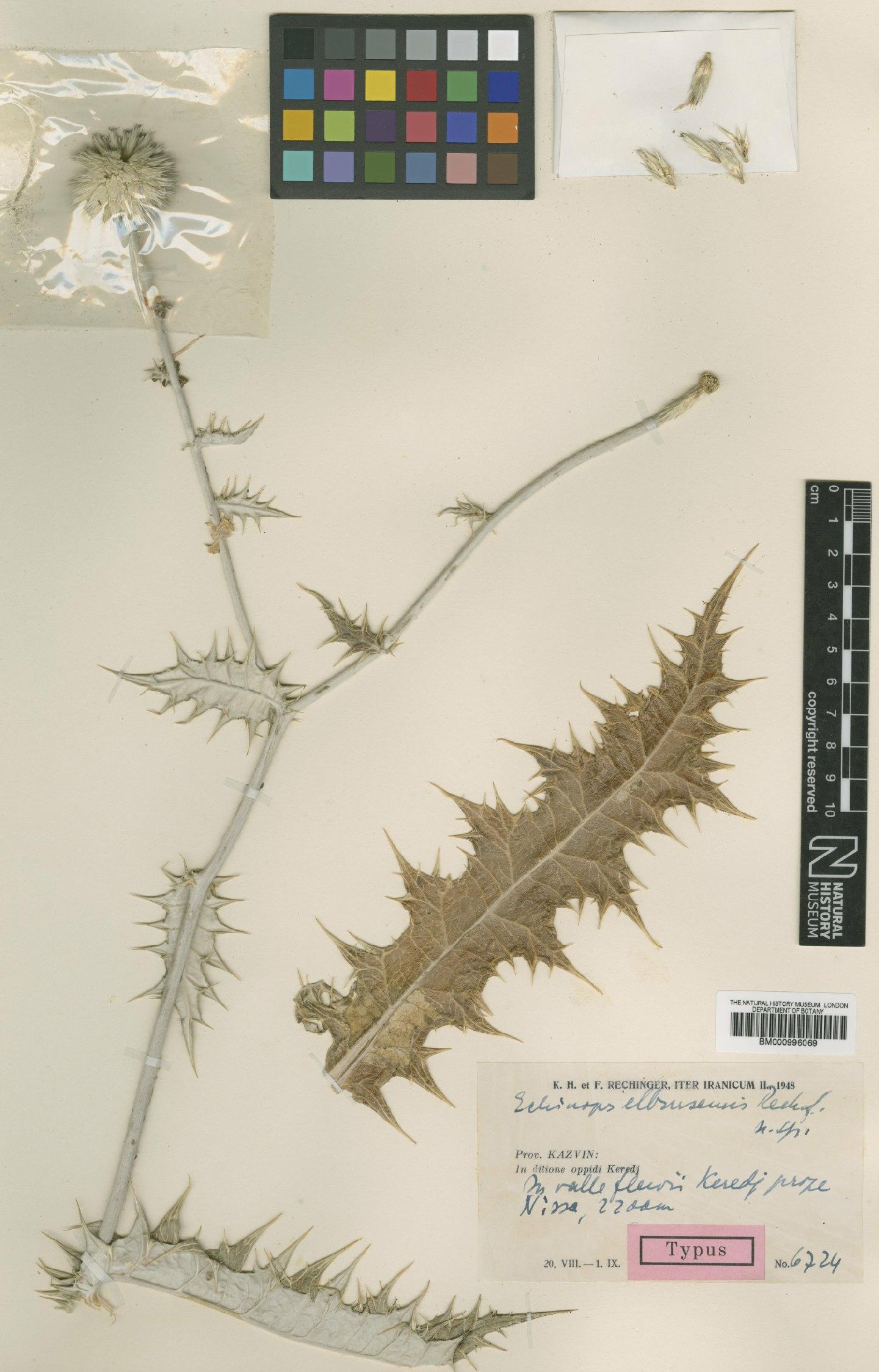 To NHMUK collection (Echinops elbursensis Rech.f.; Type; NHMUK:ecatalogue:475496)