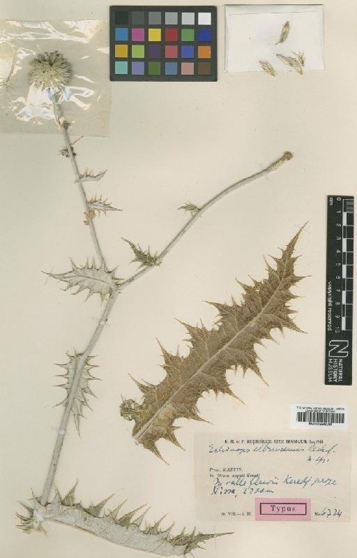 Echinops elbursensis Rech.f. - BM000996069