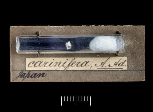 Conradia carinifera A. Adams, 1860 - 1874.5.19.60a