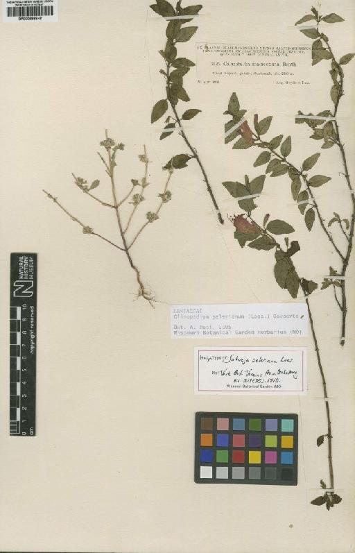 Clinopodium selerianum (Loes.) Govaerts - BM000889848