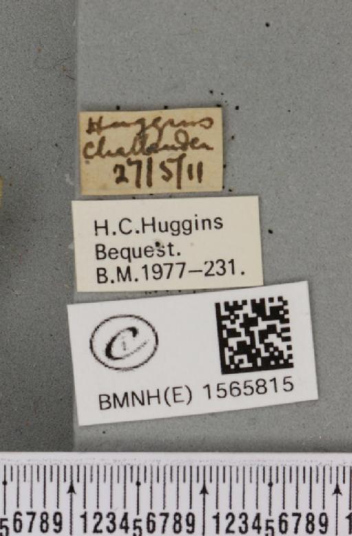 Pseudoips prasinana britannica (Warren, 1913) - BMNHE_1565815_label_293922