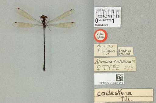 Notoneura coelestina Tillyard, 1906 - 013324249_dorsal