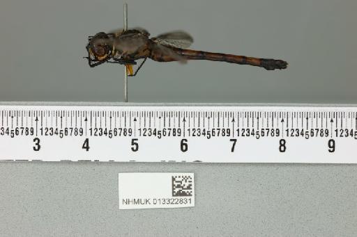 Agrionoptera insignis insularis Kirby, 1889 - 013322831_lateral