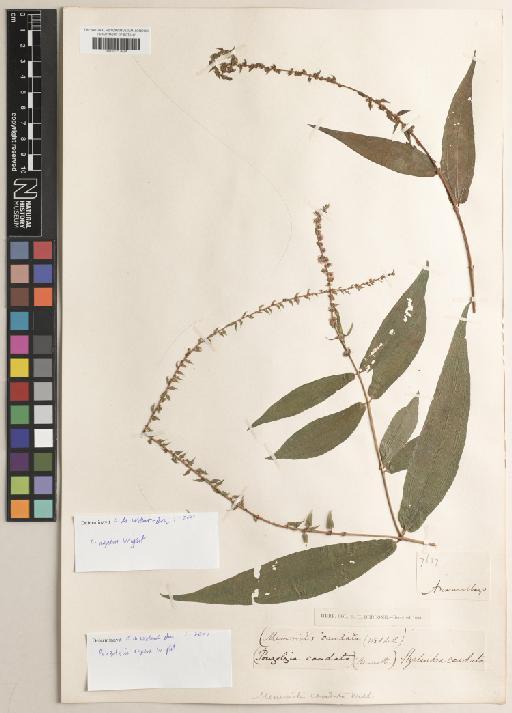 Pouzolzia pentandra var. gracilis (Miq.) Friis & Wilmot-Dear - BM001217624