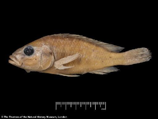 Serranochromis gracilis Greenwood, 1984 - BMNH 1984.2.6.148, PARATYPE, Serranochromis gracilis