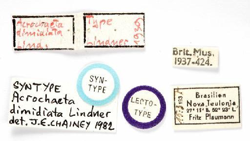 Acrochaeta dimidiata Lindner, 1949 - labels - A. dimidiata