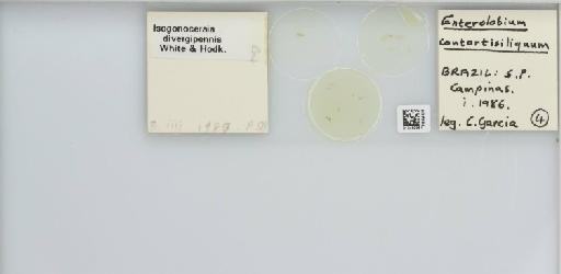 Isogonoceraia divergipennis White & Hodkinson, 1980 - 013482961_117198_1146273_157792_NonType_result