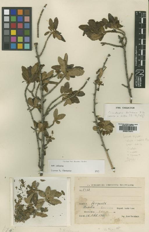 Crinodendron boliviensis Villa - BM000795373