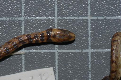 Atractus erythromelas Boulenger, 1903 - Image of specimen 1946.1.7.12