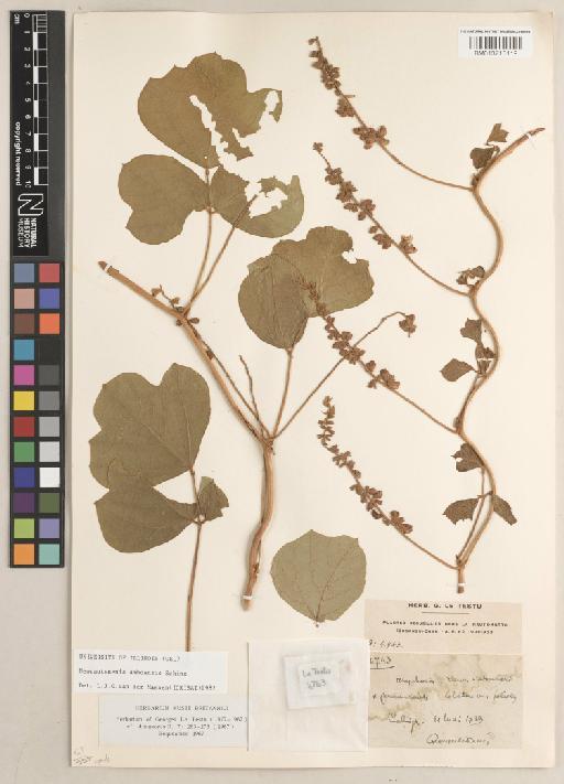 Neorautanenia amboensis Schinz - BM013713119