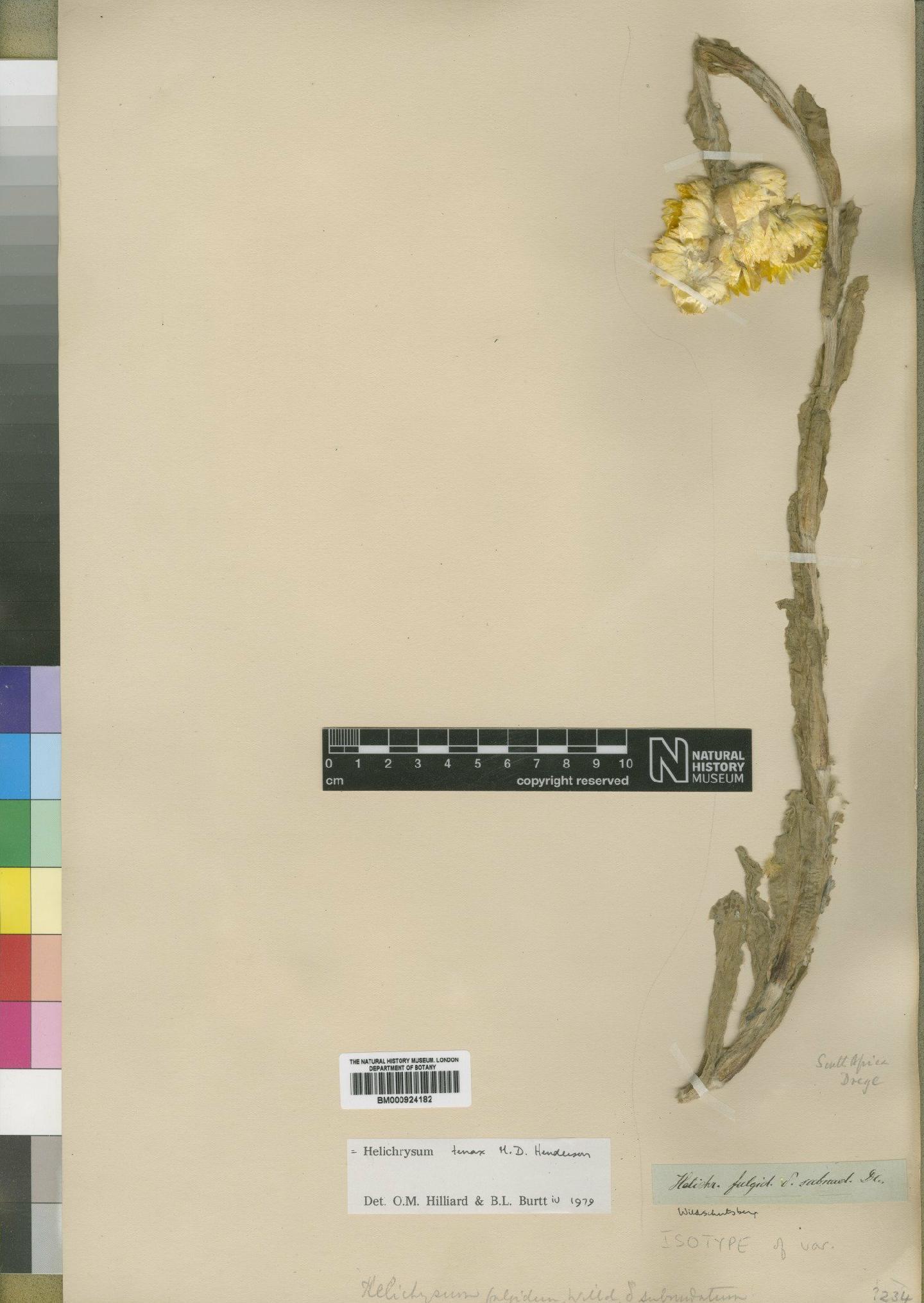 To NHMUK collection (Helichrysum tenax Hend; Isotype; NHMUK:ecatalogue:4529210)