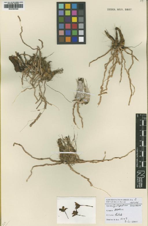Cyrtopodium brunneum J.A.N.Bat. & Bianch. - BM000901054