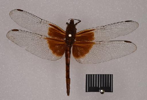 Neurothemis disparilis Kirby, 1889 - BMNHE_1683218-Neurothemis_disparilis-lectotype-dorsal_habitus