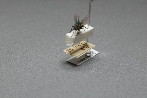 Sarcophaga (Myorhina) nigriventris Meigen, 1826 - 015092172_additional_3