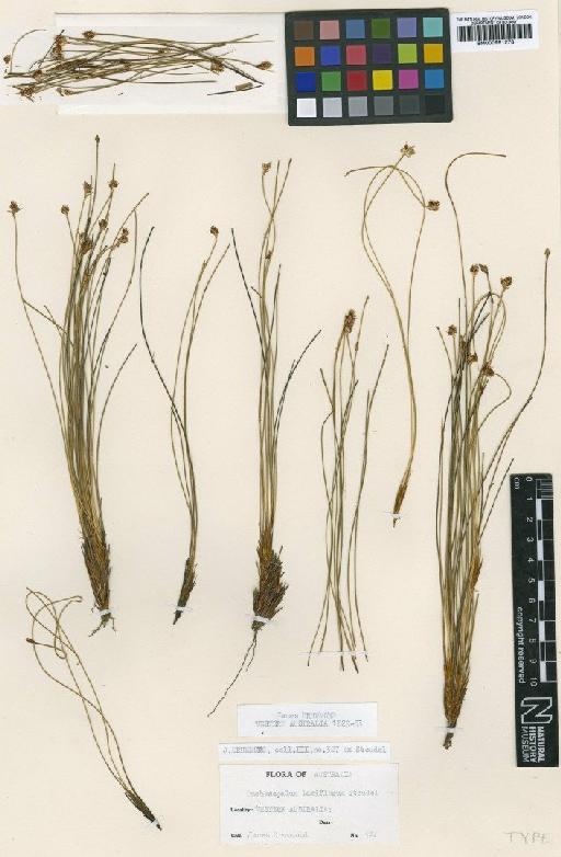 Desmocladus laxiflorus (Steud.) B.G.Briggs - BM000991278