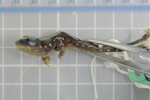 Rana siberu - Image of specimen 1979.308
