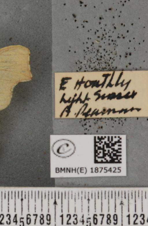 Ennomos erosaria (Denis & Schiffermüller, 1775) - BMNHE_1875425_a_label_443473