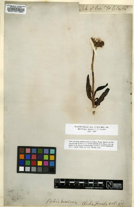 Orchis papilionacea L. - BM000015581