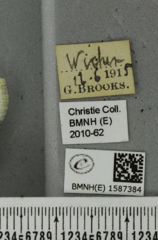 Scopula immutata (Linnaeus, 1758) - BMNHE_1587384_label_270485