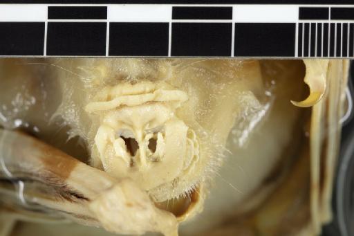 Hipposideros inexpectatus Laurie and Hill,  1954 - 1925_6_5_19-Hipposideros_inexpectatus-Holotype-Noseleaf-dorsal-no_ethanol-with_scale_bar