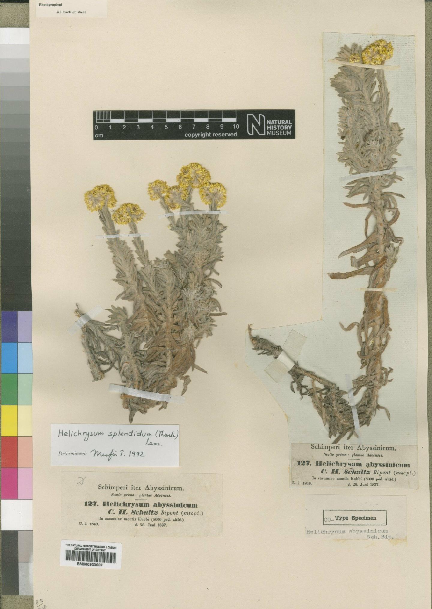 To NHMUK collection (Helichrysum splendidum (Thunb.) Less; TYPE; NHMUK:ecatalogue:4529036)