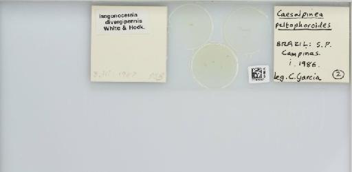 Isogonoceraia divergipennis White & Hodkinson, 1980 - 013482937_117198_1146273_157792_NonType_result